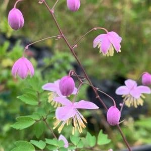 Thalictrum delavayi 'Hinckley'  9cm SOLD OUT