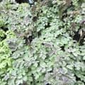 Thalictrum 'Ellin'  3L  SOLD OUT