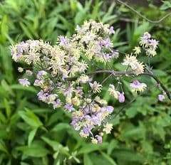 Thalictrum 'Ellin'  3L  SOLD OUT
