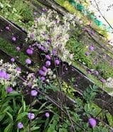 Thalictrum 'Splendide'  9cm