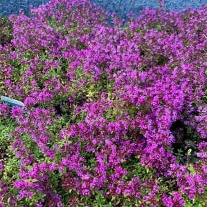 Thymus Creeping Red  2L