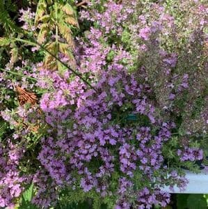 Thymus 'Pink Magic' (serp)  9cm