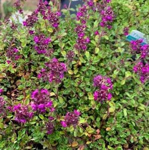 Thymus 'Ruby Glow'    2L