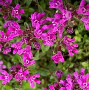 Thymus serp. coccineus  2L (creeping thyme)