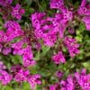 Thymus serp. coccineus 2L (creeping thyme)
