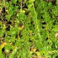 Thymus 'Snowdrift'  (serp)  2L  SOLD OUT