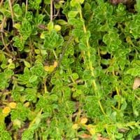 Thymus 'Snowdrift'  (serp)  2L  SOLD OUT