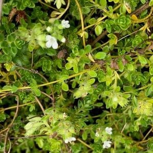 Thymus 'Snowdrift'  (serp)  2L  SOLD OUT