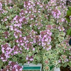 Thymus 'Sparkling Bright'   2L