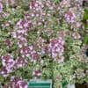 Thymus 'Sparkling Bright' 2L