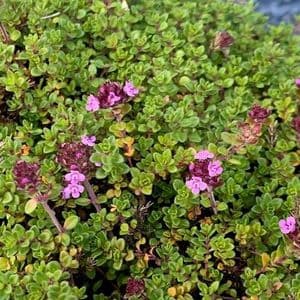 Thymus 'Wine & Roses'   2L