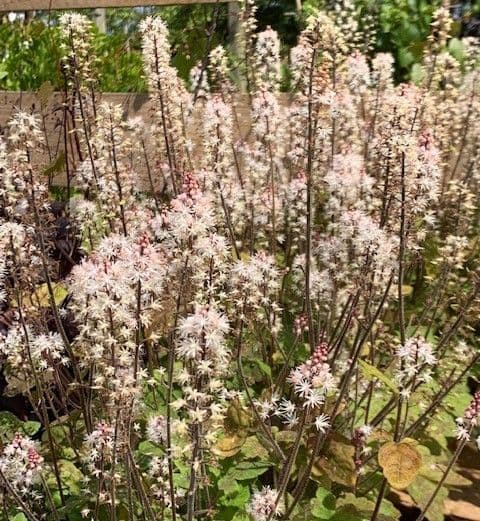 Tiarella 'Pink Skyrocket'  2L