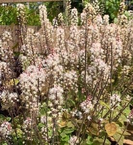 Tiarella 'Pink Skyrocket'  9cm