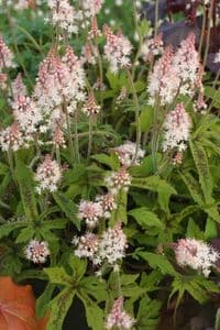 Tiarella 'Starburst' 1L