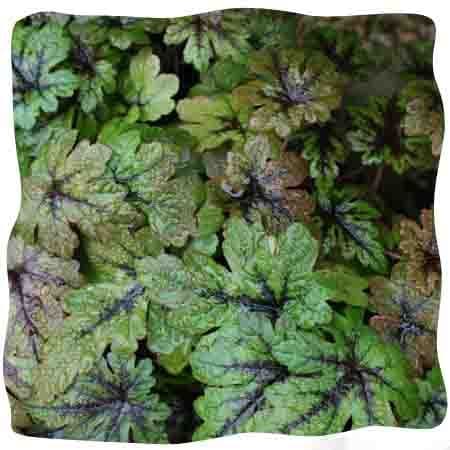 Tiarella 'Sugar and Spice' (PBR) 9cm