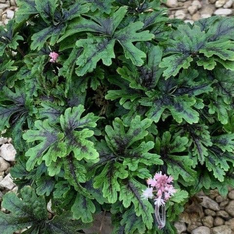 Tiarella 'Sylvan Lace'  2L