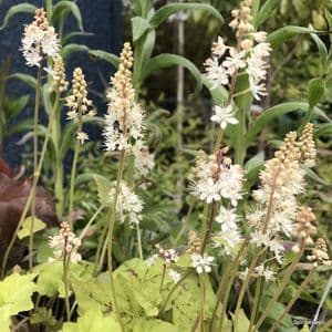 Tiarella wherryi  9cm