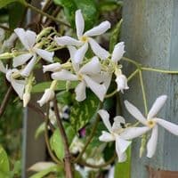 Trachelospermum jasminoides  10L 150-180cms READY SEPTEMBER