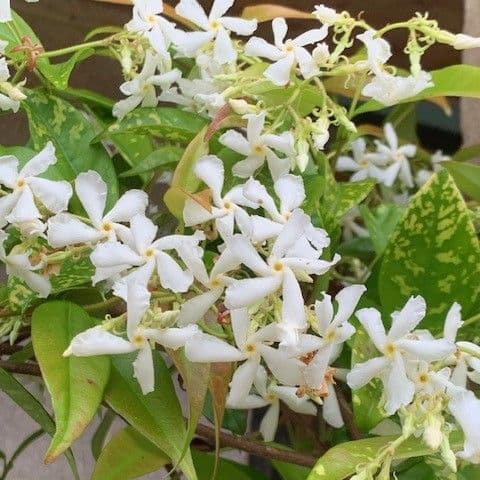 Trachelospermum jasminoides  10L 150-180cms READY SEPTEMBER