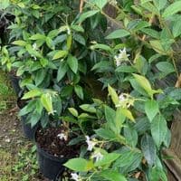 Trachelospermum jasminoides 2/3L 60-80cms