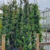 Trachelospermum jasminoides  30L  2.5-3m   PRE-ORDER
