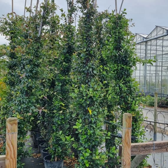 Trachelospermum jasminoides  30L  2.5-3m   PRE-ORDER