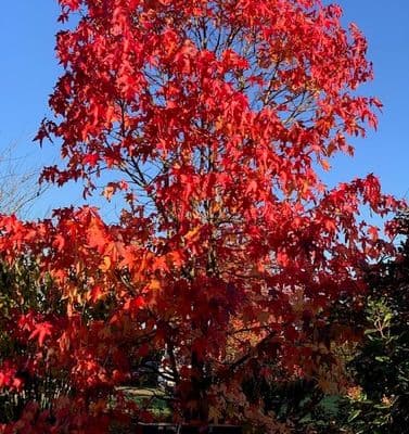 Trees & Conifers