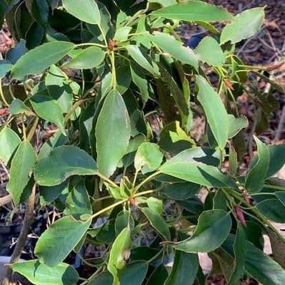 Trochodendrun araloides  35L   4ft multistem  COLLECTION ONLY
