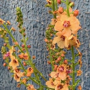 Verbascum 'Clementine'   1L