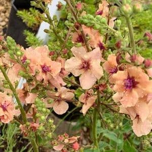 Verbascum 'Cotswold Beauty'  2L