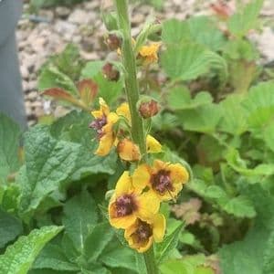 Verbascum Cotswold Queen  3L