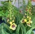 Verbascum 'Dark Eyes'  2L