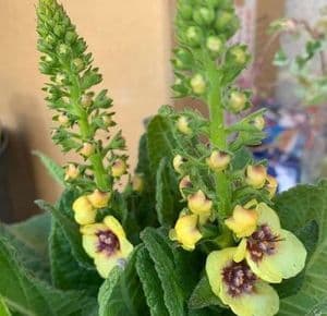 Verbascum 'Dark Eyes'  2L