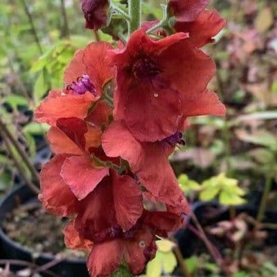 Verbascum 'Firedance'  9cm