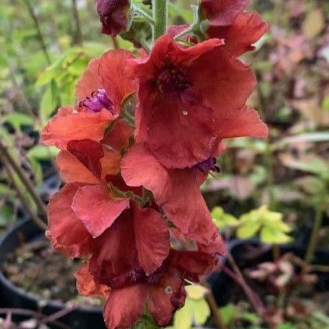 Verbascum 'Firedance'  9cm
