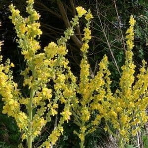 Verbascum 'Gainsborough' 2L SOLD OUT