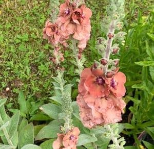 Verbascum 'Helen Johnson'   2L  few available