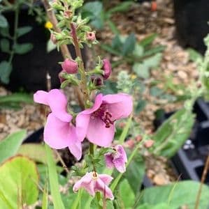 Verbascum 'Lavender Lass'     1L   SOLD OUT