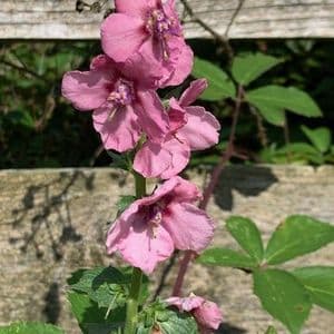 Verbascum 'Merlin'  3L