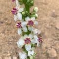 Verbascum nigrum Album  3L