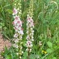 Verbascum nigrum Album  3L
