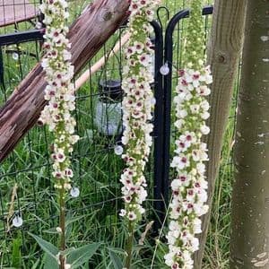 Verbascum nigrum Album  3L