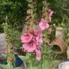 Verbascum 'Pink Domino'  3L