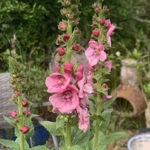 Verbascum 'Pink Domino'  3L