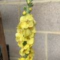 Verbascum 'Primrose Path'  2L