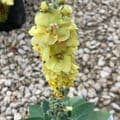 Verbascum 'Primrose Path'  2L