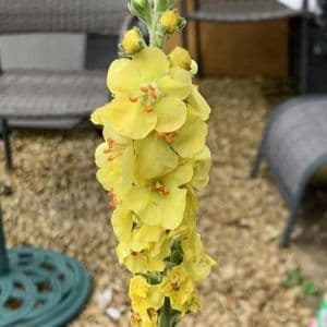 Verbascum 'Primrose Path'  2L
