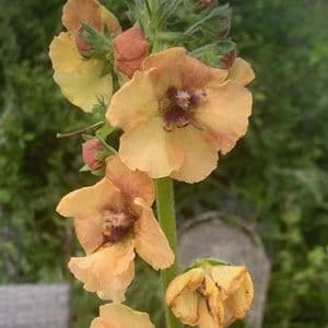 Verbascum 'Royal Highland'  3L