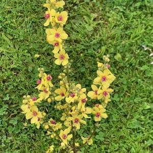 Verbascum Sixteen Candles