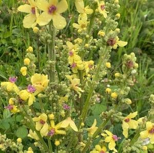 Verbascum thapsus (common Mullein)